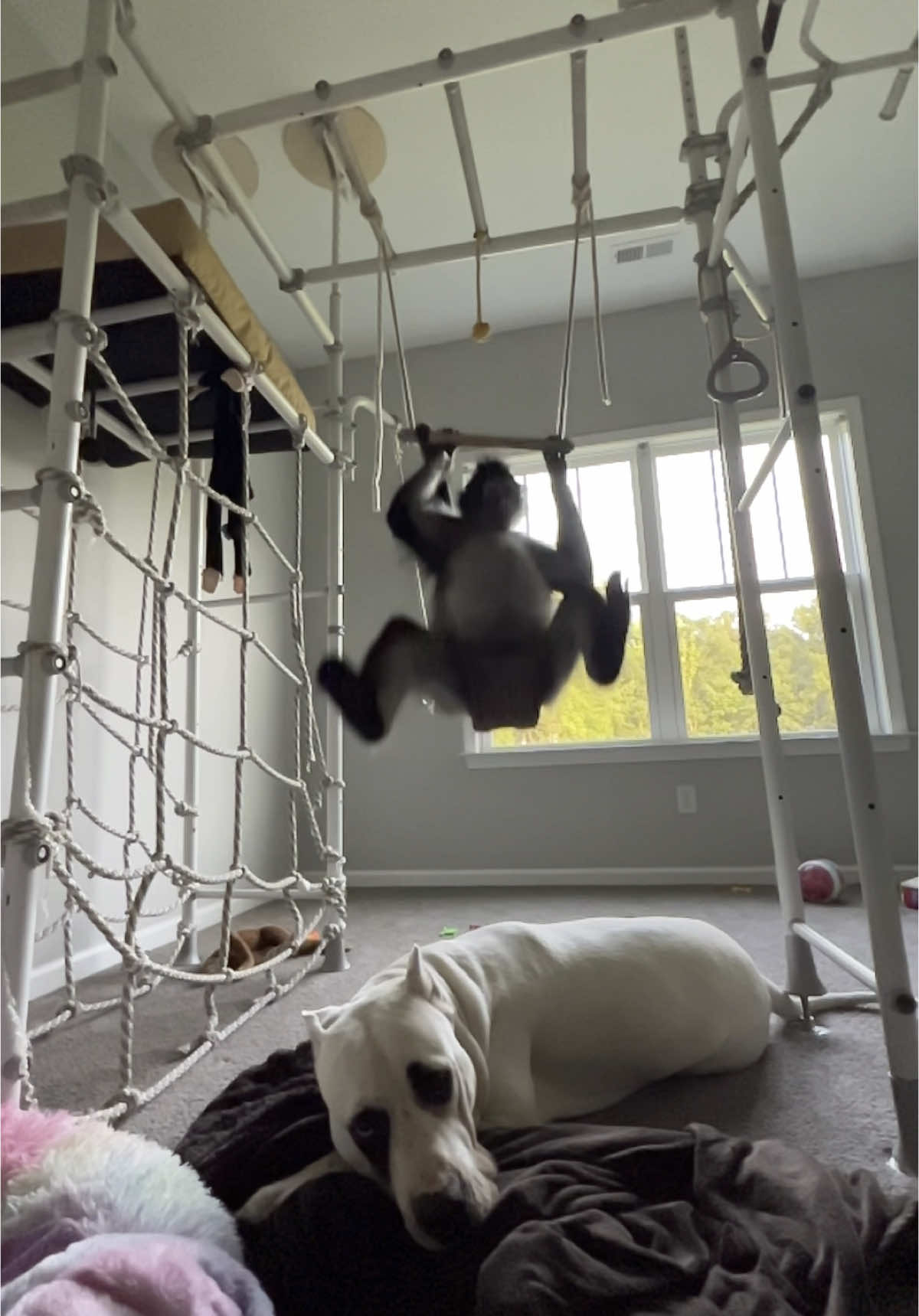 Loki picked the worst spot to nap 🥴 #chaos #crazy #dog #monkey #family #fyp 