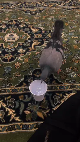 * هي رسل السلام التي ترفرف أجنحتها في أطهر بقاع الأرض، تسبح بحمد ربها بصمت.  *  #حمام_الحرم #حج #المسجدالحرام #مكة #يوم_عرفة #يوم_الترويه #اك 