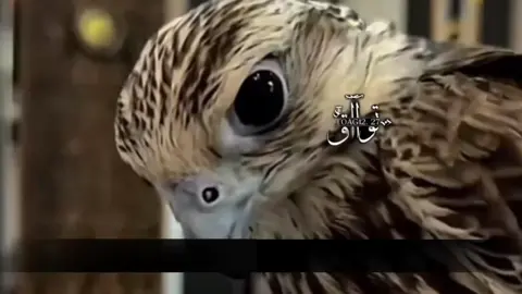 #ممسيتو_بالخير#شعروقصايد#كسبلور_explo#لاهنتم#foryoupage#foryoupageofficiall 
