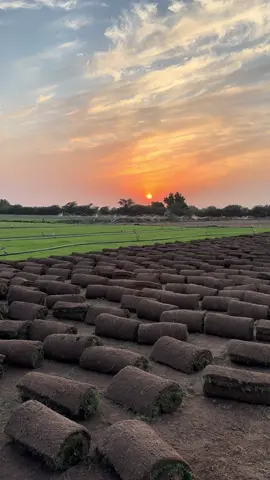 #ثيل_طبيعي #مسطحات_خضراء #انجيلة #مكة #الجنوب #حائل #الشمال #الرياض #الشرقيه 