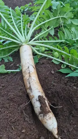 olha que Gigante este Rabanete Chinês. 