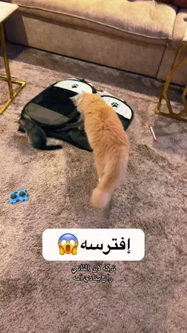 مايؤتمن على صغار القطط #قطط_كيوت #cat #pet #cats #viral 