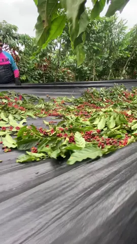 #maisumdia produção na alta #agricultura🚜🌱 #caferobusta ####cafecapixaba #cafecapixaba #amorpelocafe #agro #cafebrasil #cafeconilon #colheitadocafé 
