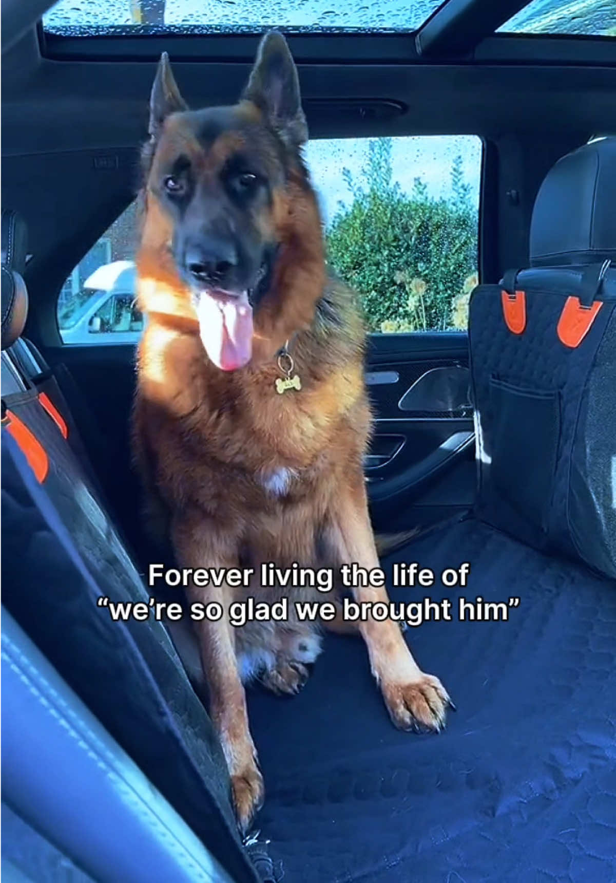 We love our road trips with Dax! 😎 Considering a cross-country trip from Maryland to California! Can you imagine Dax in LA?! 😂 That will definitely take some planning; traveling with a reactive dog can be challenging. 😬 #germanshepherd #gsd #dog #roadtrips