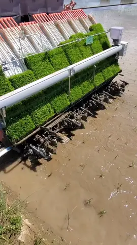 🌾 Repiquage de riz avec la Kubota Tawayuki – précision, rapidité, efficacité. Avec JAPAfricaTech, modernisez votre agriculture et augmentez vos rendements. 📍 Mali | 🚜 Du Japon à vos champs 💬 Contactez-nous pour machines, semences & formation. #RepiquageRiz #Kubota #JAPAfricaTech #AgriMali #AgroBusiness #Riziculture #MachinesAgricoles #AfriqueAgricole #Modernisation #Semences #InvestirAgriculture #TechAgricole