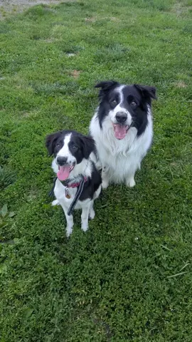 #bordercollie #Beau #Poppie  #ohiobordercollies #dogsoftiktok 