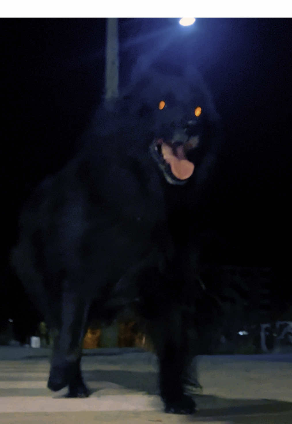 Drako #pastorbelga #groenendael #foryour #pyp 