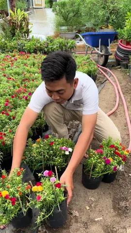 Hoa mười giờ 10h #hoamuoigiobonsai #hoamuoigio 