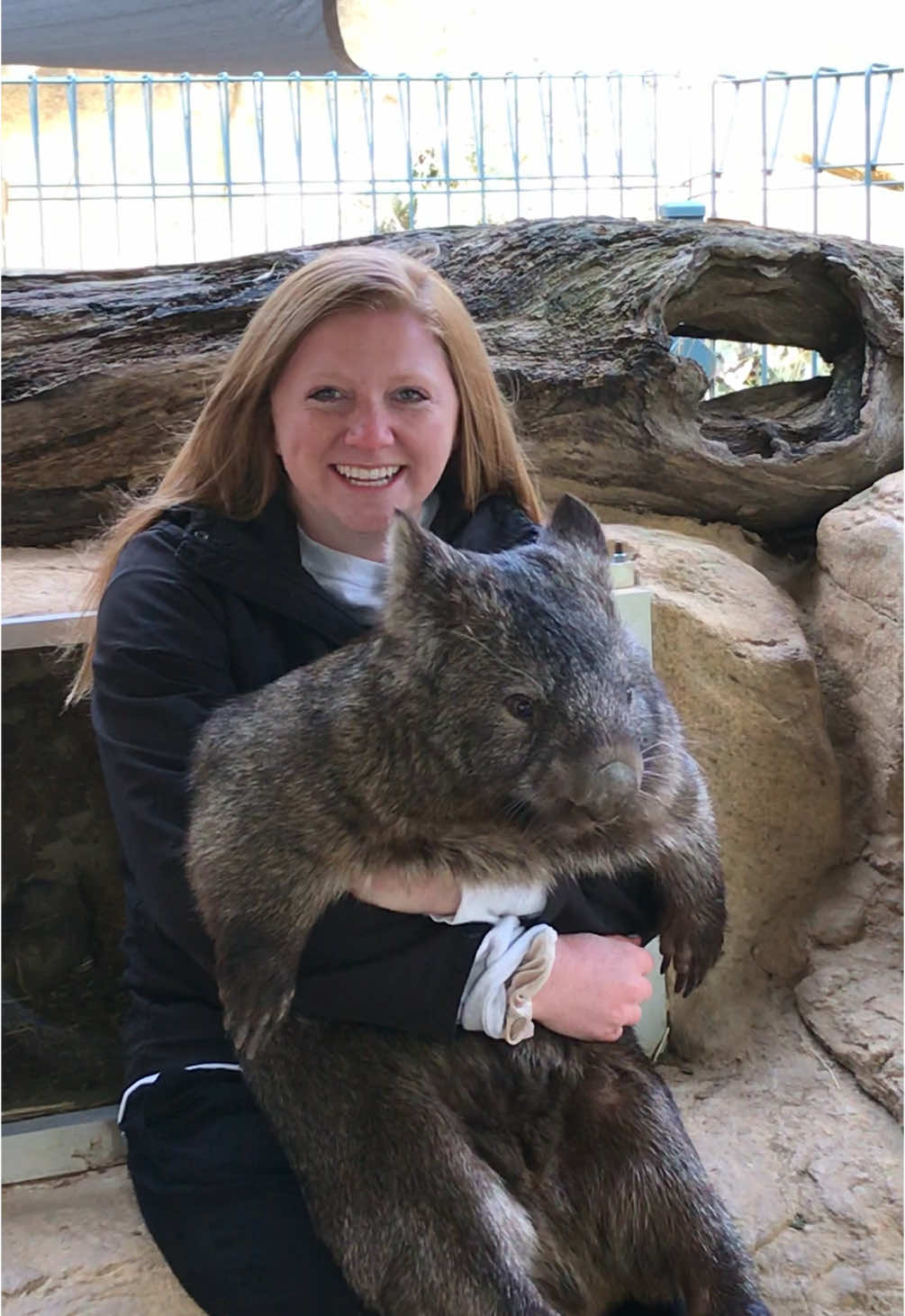 pretty BIG baby 🤣 #wombat #australia #melbourne #wombatfam #ballarat 