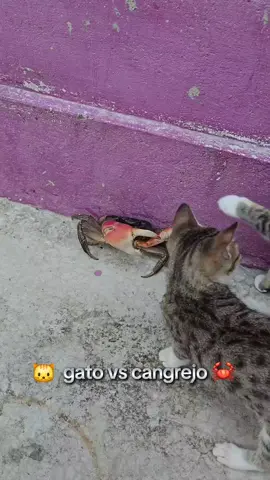 #animal #wild #wildanimals 