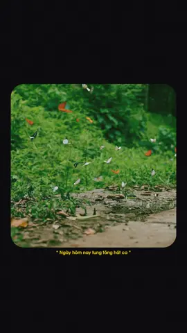 Ngày hôm nay tung tăng hát ca✨ #quoteoftheday #nhachaymoingay #capcutmaster #CapCut #xuhuong 