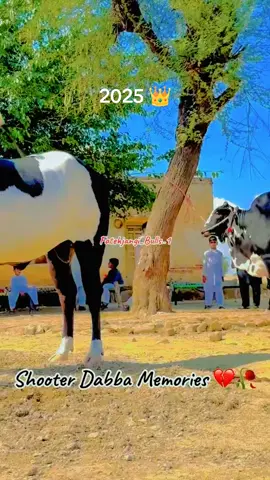 fateh jangi 2025 King 👑#eidmubarak #videoviral #forupageofficial #tranding #top #unfreezemyacount #pakistanzindabad 