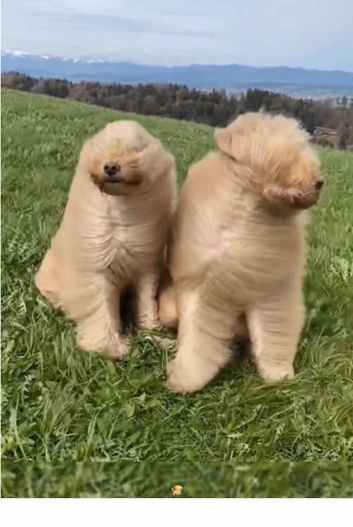 Dog:I hate windy weather!🐶🤣#dog #dogsoftiktok #funnyvideos #pet #PetsOfTikTok #animals #funnypets #fypシ #usa 
