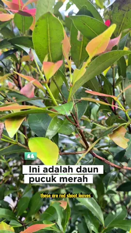 #tips #hacklife #hacksandtips #herbalmedicine #herbal 