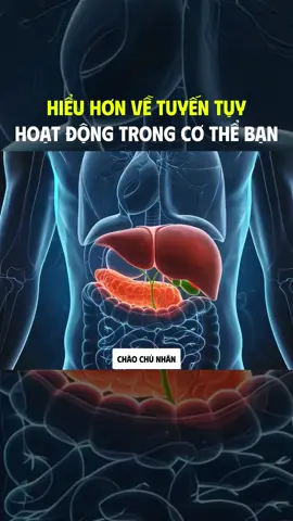 Tìm hiểu thêm về tuyến tuỵ trong cơ thể chúng ta #songkhoe #suckhoe #xuhuong #flypシ 