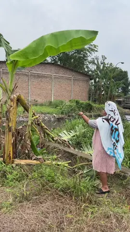 Tumbang 🤲#lewatberanda #fyppppppppppppppppppppppp #fy #viralvideo 