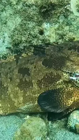 Big Grouper #spearfishing