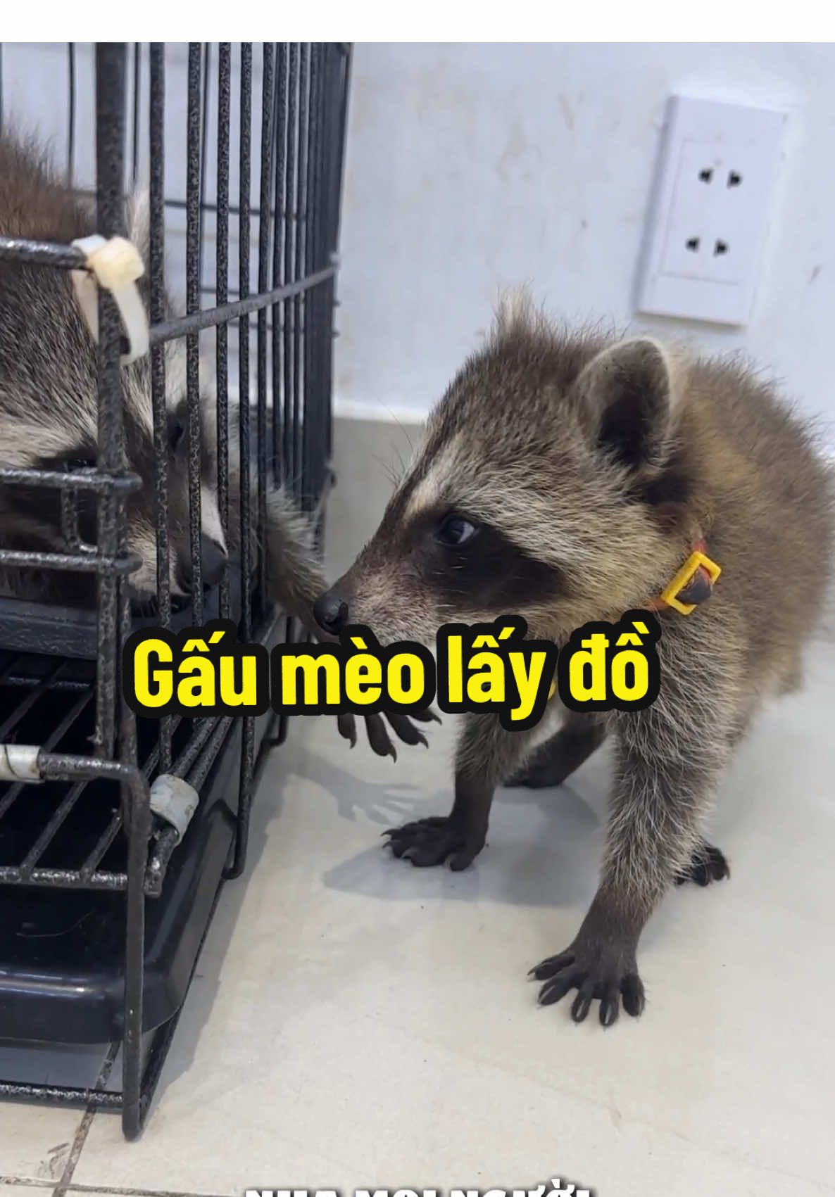 Trả lời @Coca là lá la  tự dưng bị kêu đi chôm đồ 😞😞 #xuhuongtiktok #racoon #LearnOnTikTok #growagarden 