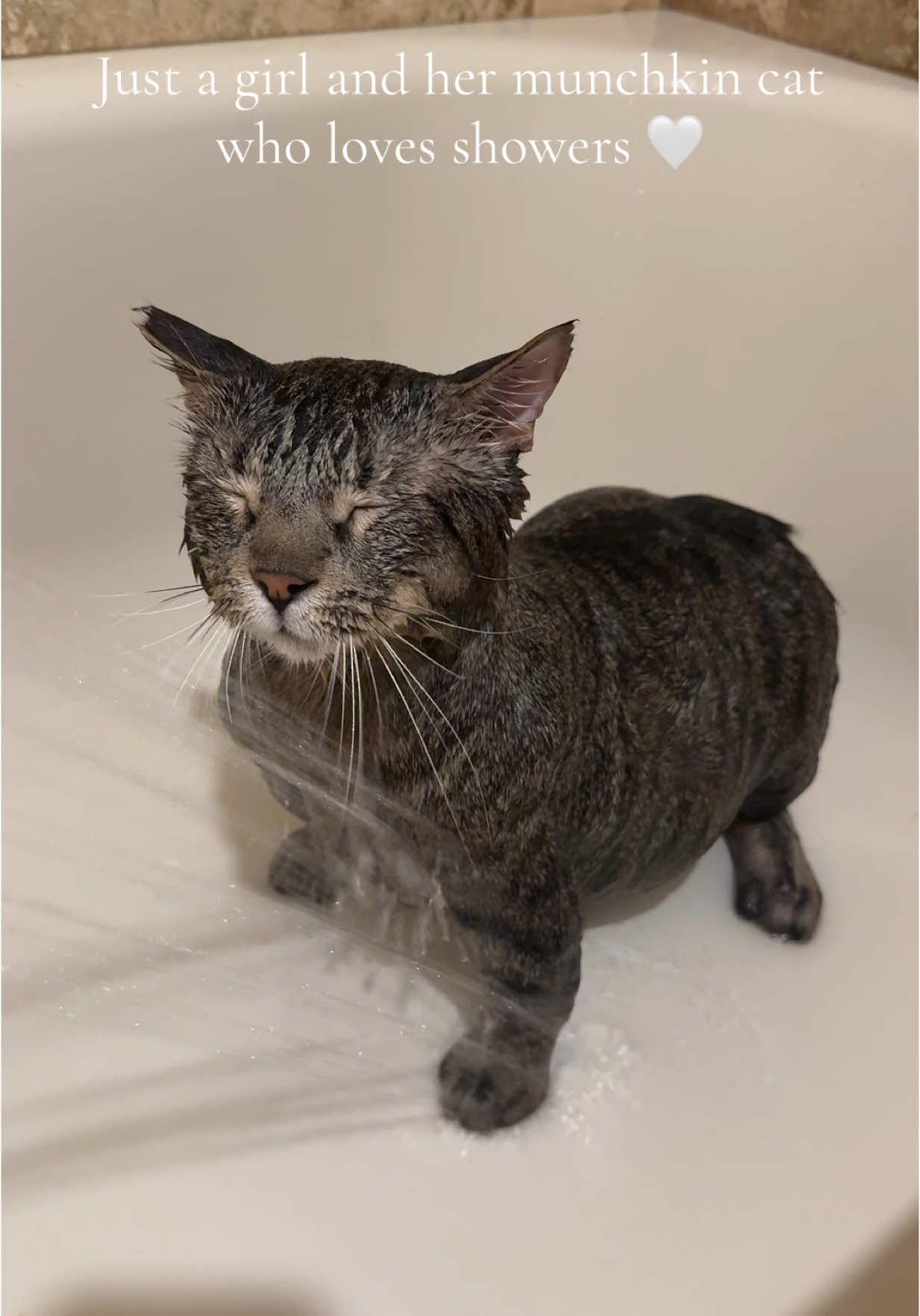 Mickey 🩶 Mickey was adopted at the age of 7 back in October 2024, he is not from a breeder, I don't support breeders. Mickey is perfectly healthy, moves perfectly fine and his vet has stated that he is healthy and living his best life. Please keep your comments to yourself, he deserves to live and I am here to provide him the BEST LIFE HE CAN LIVE WITH MY SUPPORT. If you're saying he shouldn't be here I will argue why your mommy should have ab0rted you. 