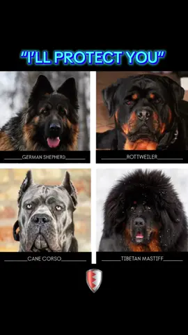 🔥☠️🔥 #apbt #fyp #viral #foryoupage #pitbull #presacanario #kangal #alabai #doberman #belgianmalinois #dogoargentino #caucasianshepherd #germanshepherd #rottweiler #canecorso #tibetanmastiff #dog #dogsoftiktok #doggo #dogtok #doglove #doglife #doglovers #dogpower 