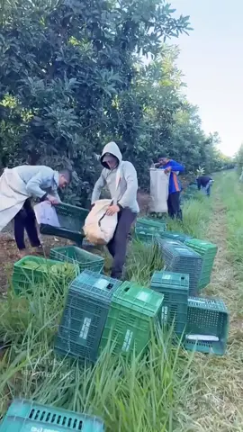 Petik dan panen buah alpukat skala besar di negara Meksiko #fyp #trending #viral #reels #shorts #vod #fbpro #facebookpro #pemula #pertanian #agriculture #farming #perkebunan #kebun #gardening #garden #harvesting #berkebun #tips #kreatif #ide #inspirasi #alpukat #avocado 