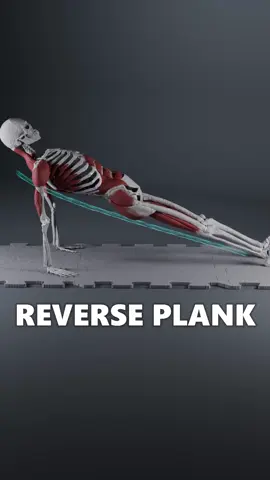 The reverse plank forces your posterior chain to work against gravity in an unfamiliar orientation. Your glutes and hamstrings must generate tension working on long lever. Meanwhile, your scapular stabilizers, particularly the lower trapezius and serratus anterior, must maintain active shoulder positioning, while your shoulder joint reaches its end range of extension. Your abdominal muscles work isometrically to prevent arching, while your posterior deltoids and triceps create the pushing force to maintain elevation. This exercise simultaneously develops integrated posterior chain strength and shoulder stability. #reverseplank #plank #posteriorchain