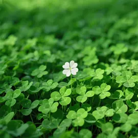 Một ít may mắn 🍀 #healing #trending #clover #viral #garden #nature 
