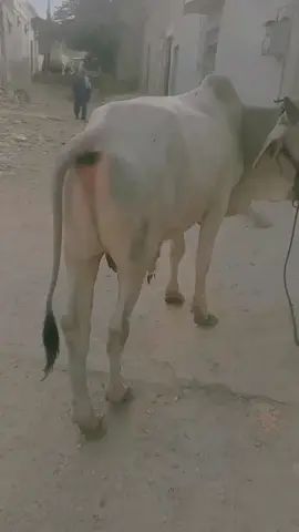 qurbani janwar 🥲✨🐃#
