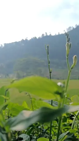 petani milenial .