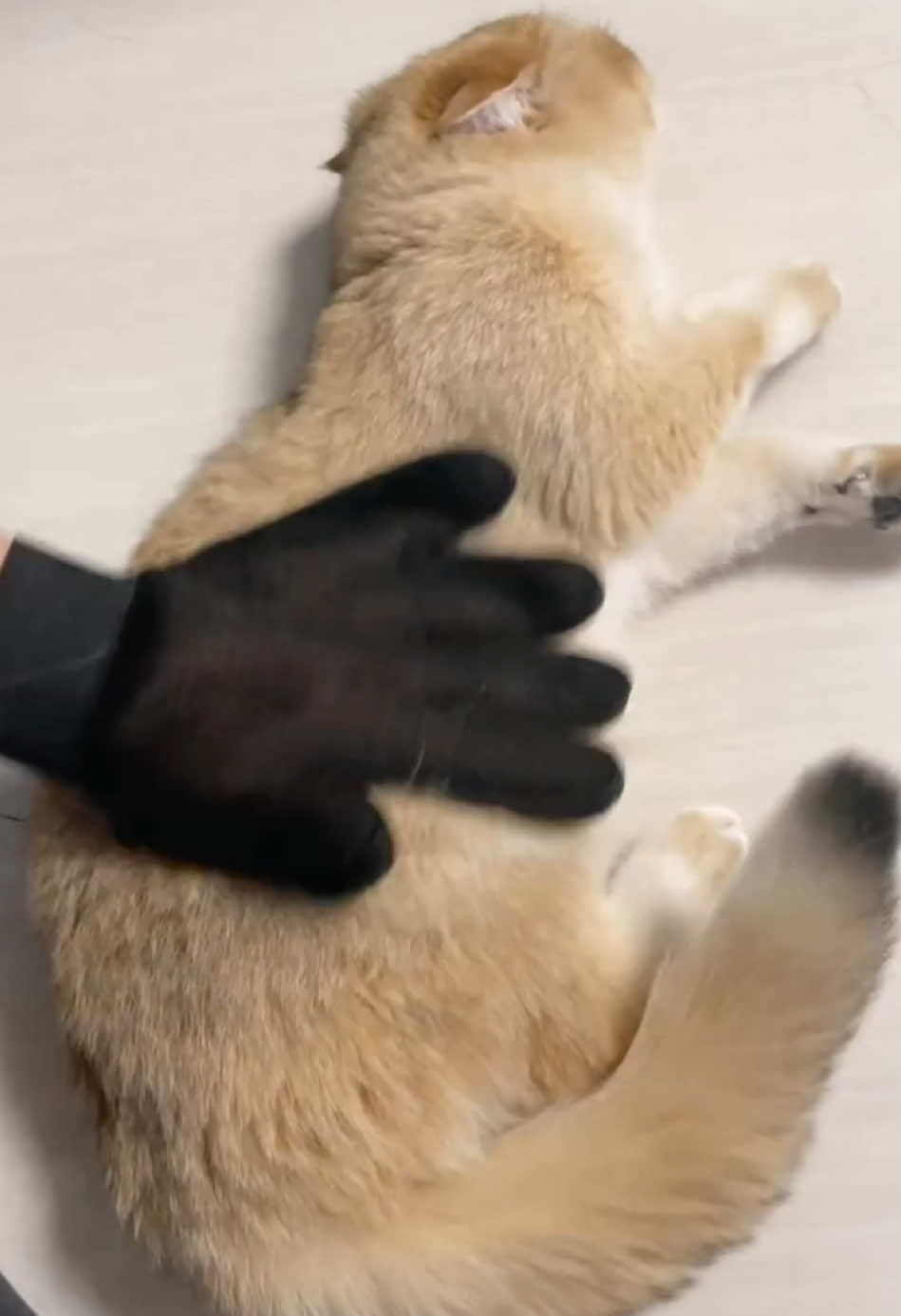 Pet Grooming Glove: Safe Anti-Scratch & Massage. Order Now!#Recommended#You might like#Gloves#Pet