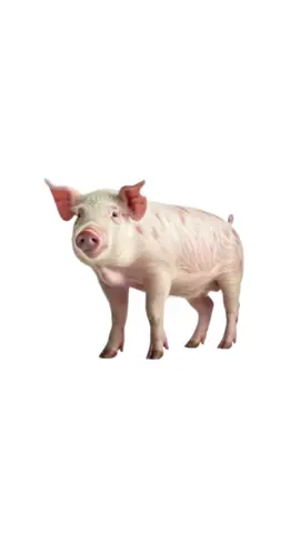 #เสียงหมู #หมูอู๊ดๆๆ 