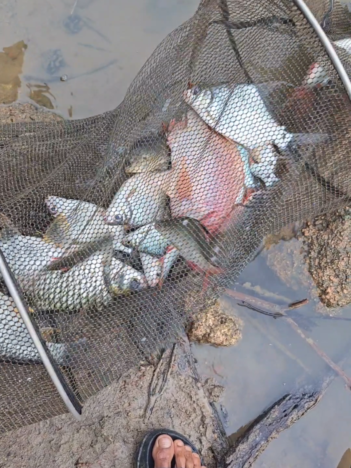 Trở lại điểm câu cũ ngày mưa bão 2 ngày 2 đêm phần 2 #khochiucaulachiu  #moicaucakhochiu  #caucatunhien #cauca  @Tú Rô Phi @Tú Rô Phi 