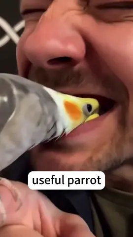 Useful parrot#parrotsoftiktok #parrot #fyp #🤣🤣😂😂 #🦜 #usa🇺🇸 