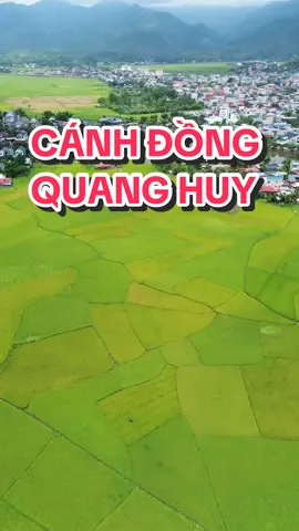 Cánh đồng Quang Huy chuẩn bị vào mùa lúa chín, vế gánh lúa thôi các bạn #sonla #huyenphuyen #phuyenanhhung 