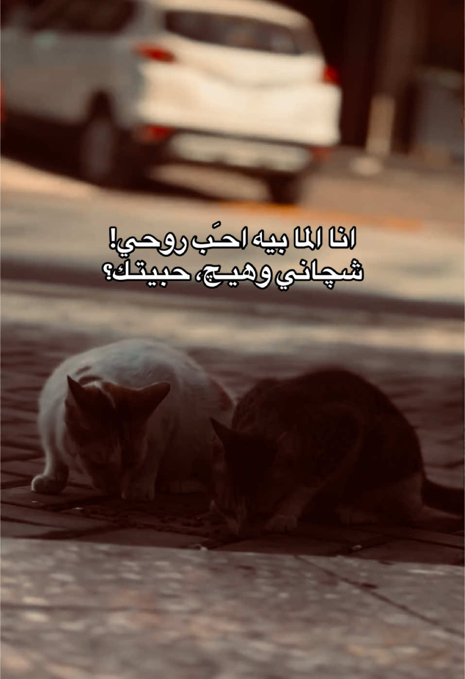 شجاني؟💔 #شعر #fyp #viral #تصويري #f #باسم_الكربلائي 