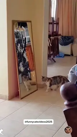 Cat vs mirror 🤣 #funnycat #funnyanimals #funnypets #funny #funnyvideos #cat #kitten #kitty #kittensoftiktok #catlovers #cutecat #catsoftiktok #fyp #foryou #pourtoi 