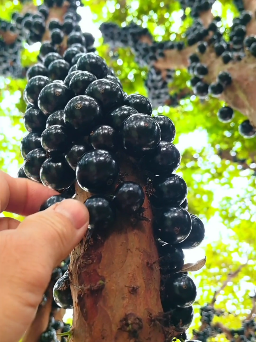 panen buah-buahan segar langsung dari pohonnya #fruit #fruits #panenbuah 
