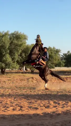 #فرسان_ليبيا #خيل_وخياله🐎 #يربح_من_يصلي_عن_النبي🤍✋🏻 #اكسبلور #تصويرفوتوغرافي 