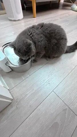 Summer deal you dont want miss! Buy stainless steel water fountain and filter pack get foam bath brush FREE! #tiktoksummerturnup 