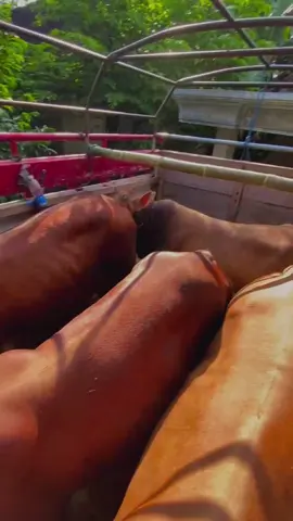 #sapi #sapijumbo #sapijumbojumbo #sobatngaret #sapiqurban #rxking135cc 