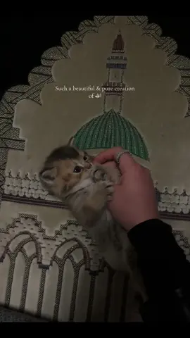 My Shayla 🧸 #islam #fyp #quran #pray #cat #bismillah