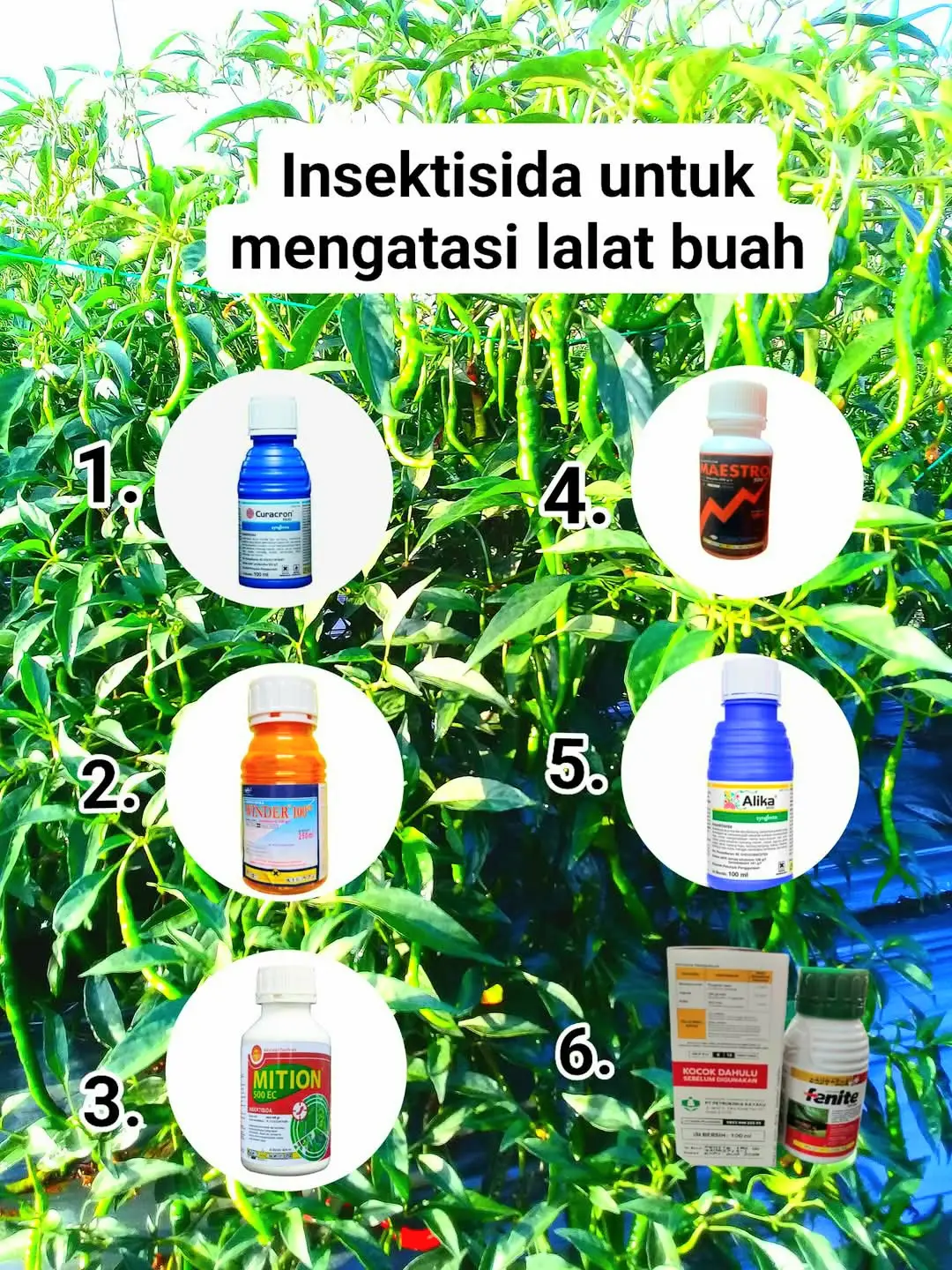 jangan ngaku gagah kalau belum pernah bergelut dengan lalat buah. menyala lalat buaaaahh 😁🤣 #pertanian #petanimilenial #edukasipertanian #hamatanaman #pestisida #lalatbuah #petanicabai #petanicabe 