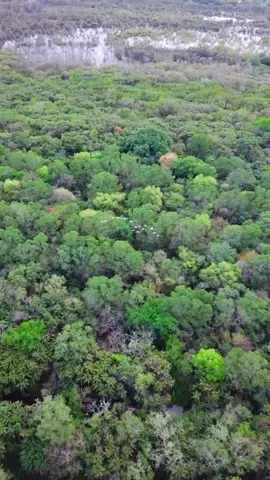 chào mừng bạn đến khu du lịch vườn chim bạc liêu✌️#xuhuongtiktok #mavicpro #mavicpro @Dương Đi Đâu Đó @Thợ săn cảnh đẹp 