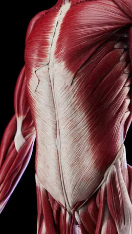 Your abs are just the surface. This 3D animation peels back the layers of the abdominal wall — from the external oblique to the deep core stabilizers. Each layer plays a role in posture, strength, and protection. Based on SciePro’s 3D anatomy model. Available for B2B licensing — link in bio. #science #medical #meded #3d #3dmodel #zbrush #sciart #medart #medstudent #anatomy #animation #scicomm #med #abdominalmuscles #coreanatomy #explodedview