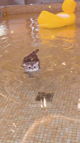 #catsoftiktok #catlover #cattok #catoftiktok #catlovers #kitten #kittens #kittenoftiktok #hellomochi #babycat #cutecat #cat