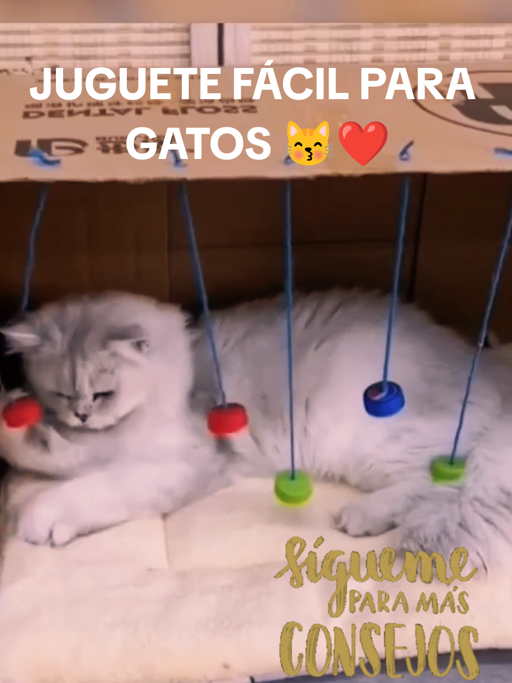 Un juguete para tu gato fácil de hacer es llenar una caja con papel de manualidades, papel de seda e incluso bolsas de papel marrón rotas puede ser divertidísimo para tu gato. ¡Sobre todo si le gusta hacer ruido! Ponle sus juguetes favoritos, algunos trocitos de pienso o golosinas, y podrá buscar golosinas y tesoros entre el papel. #juguetedemascota #juegodegatos #michi #mismichis #michis #gatitos #gato #gatos #catlover #siguemeytesigo #folowme #chile #chileviral #tiktok #viral