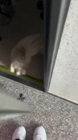 This pup's excitement was off the charts when he spotted his owner coming home #dog #cute #funnyvideo