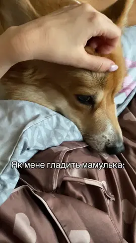 Під час відео не один пес не постраждав 😁😁😁#зефір #коргі #коргіукраїна #коргіпемброк #коргітуса #петфрендлі #купитикоргі #люблю 