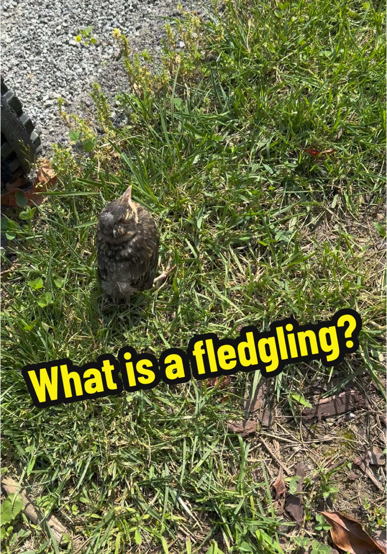 This young bird is called a fledgling—it’s recently left the nest but still depends on its parents for food and protection. At this stage, fledglings are learning how to fly and survive on their own. It’s normal to see them on the ground as they build strength in their wings! 🐦 #FledglingFacts #BirdWatching #WildlifeEducation #NatureTok #Ornithology #LeaveFledglingsBe