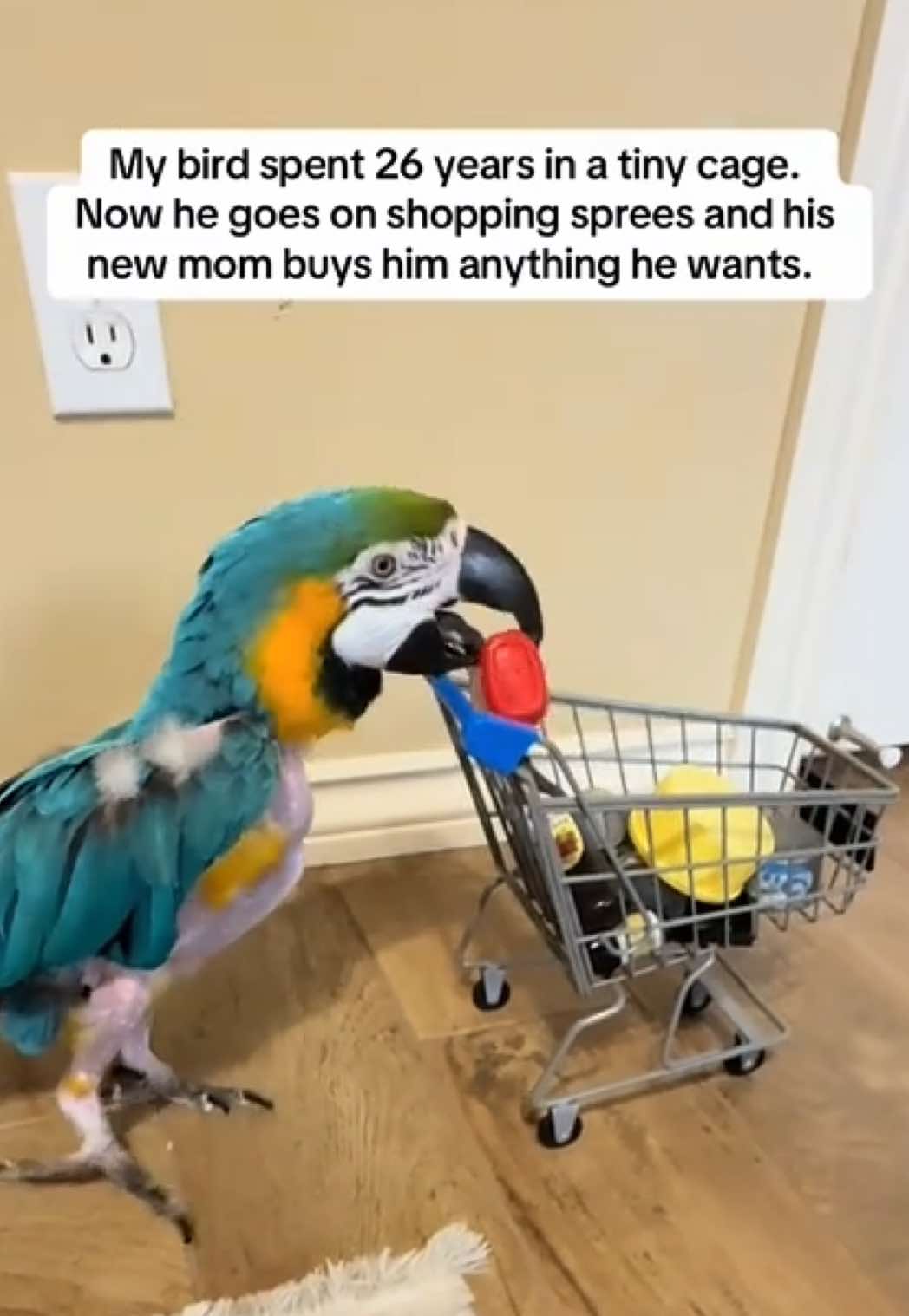 He deserves to be spoiled.  #rescue #adoptdontshop #macaw #parrot #birdtricks #spoiledrotten #cutepet 